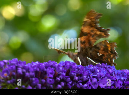 In un ambiente caldo e soleggiato ma estremamente ventoso agosto mattina una virgola butterfly si aggrappa saldamente al feed di un Buddleia in piena fioritura. Nidderdale a 900m. Foto Stock