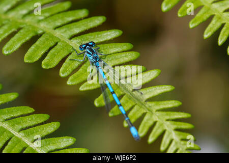 Blue damselfly appoggiato su di una foglia di felce Foto Stock
