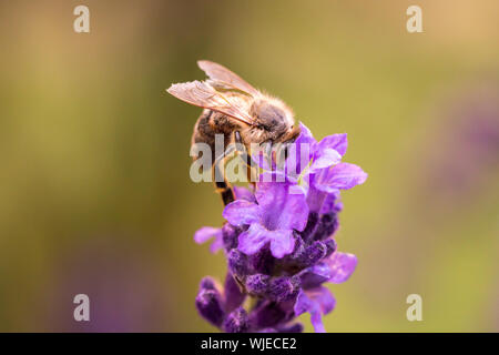 L'impollinazione delle api su un fiore di lavanda. Foto macro. Close up. Foto Stock