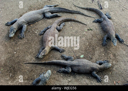 Indonesia. Isola di Komodo. I draghi di Komodo sono a riposo. Foto Stock