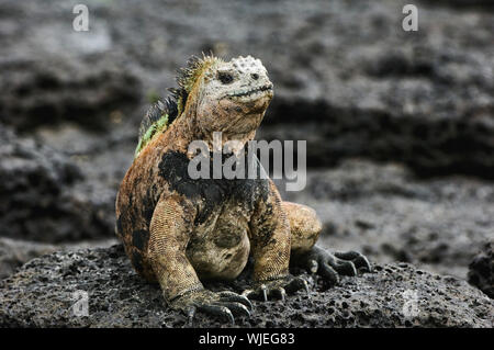 Il mare iguana è riscaldato su pietre di una lava in corrispondenza di una striscia di surf. Foto Stock