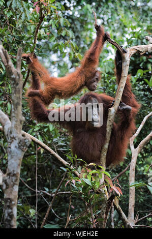 La femmina di orangutan con un cub in rami di alberi./ Inonesia. Borneo. Foto Stock