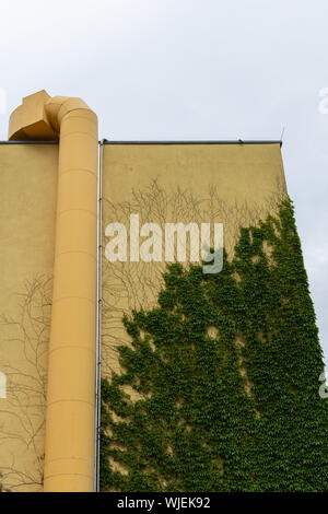 Parete di edificio con rampicanti nel quartiere Prenzlauer Berg di Berlino, Germania Foto Stock