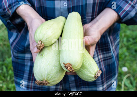 Agricoltore detiene un raccolto fresco di zucchine nelle sue mani, gli ortaggi biologici da giardino Foto Stock