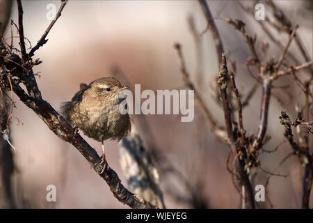 Il wren si siede su un ramo e con vigilanza guarda. Foto Stock