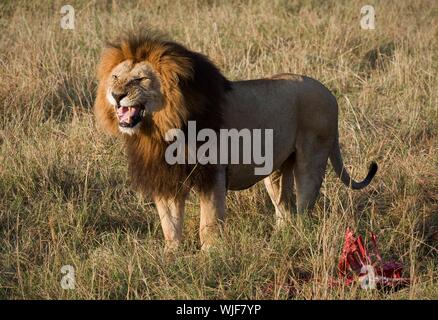 Lion's grin. / Si è lasciato diventa arrabbiato che lui distrarre da un pasto. Foto Stock