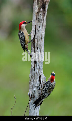 Paio di West Indian picchio rosso maggiore (Melanerpes superciliaris) . Cuba Foto Stock