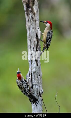 Paio di West Indian picchio rosso maggiore (Melanerpes superciliaris) . Cuba Foto Stock