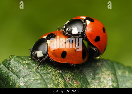 L'accoppiamento 7-spot coccinelle (Coccinella septempunctata) su rovo. Tipperary, Irlanda Foto Stock