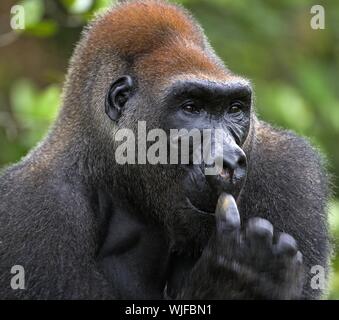 Ritratto di Silverback - maschio adulto di un gorilla. Western pianura gorilla. Repubblica democratica del Congo. Foto Stock