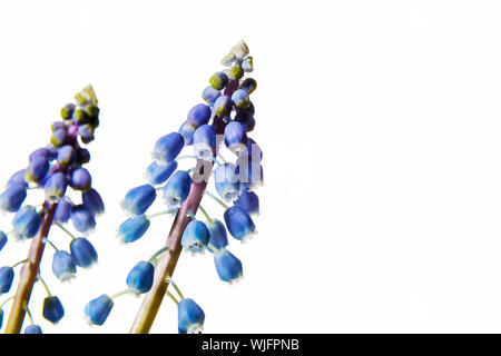 Immagine di giacinto di uva isolati su sfondo bianco Foto Stock