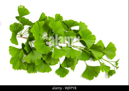 Il Ginkgo biloba ramo con foglie isolato su bianco Foto Stock