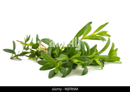 Issopo (Hyssopus officinalis) isolato su sfondo bianco Foto Stock