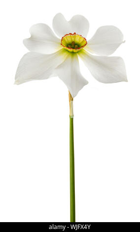 Il daffodils bianco (Narcissus poeticus) isolato su sfondo bianco Foto Stock