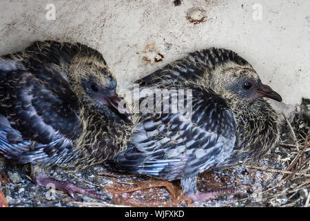 Legno-piccione (Columba palumbus). Due 'squabs' o i giovani, nel nido. Circa dieci giorni di età. Foto Stock