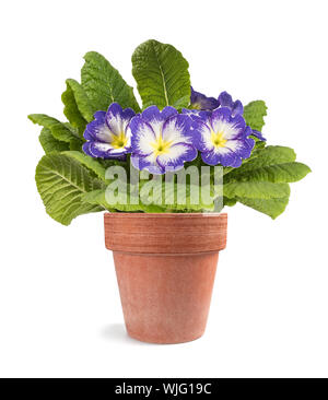 Primrose piante in vaso isolato su sfondo bianco Foto Stock
