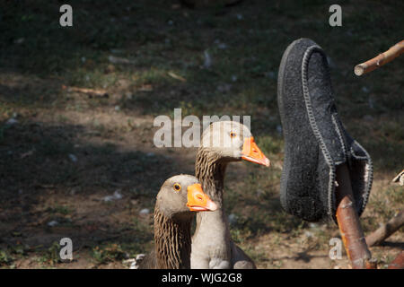 Due oche grigie a piedi su la fattoria, il concetto di parco ecologico di messa a fuoco selettiva Foto Stock
