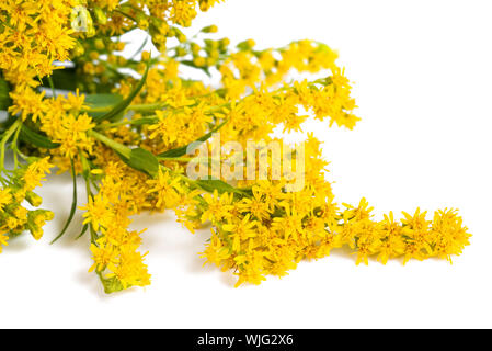 Tall oro (Solidago gigantea) fiori isolati su bianco Foto Stock