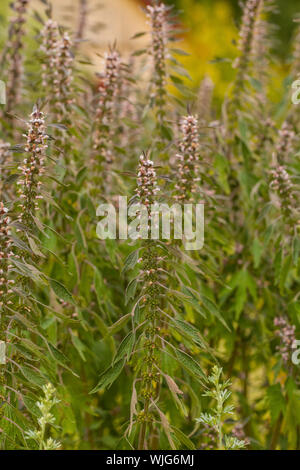 Leonurus cardiaca, noto come motherwort, è una pianta perenne piante in menta, famiglia Lippenblütler. Altri nomi comuni includono throw-wort, Lion's Foto Stock