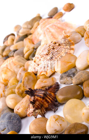 Conchiglie di mare e la spiaggia di ciottoli di raccolta Foto Stock