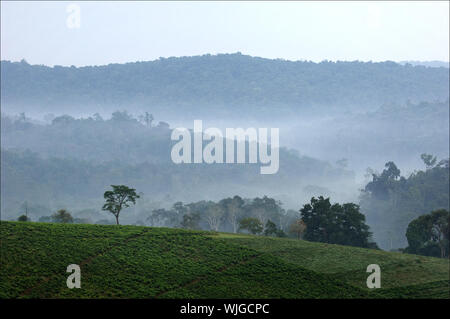 Grigio Nebbia di mattina oltre le piantagioni di tè di Bwindi. Uganda. L'Africa. Foto Stock