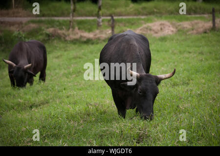 Nero grande pascolo oexen in Costa Rica Foto Stock