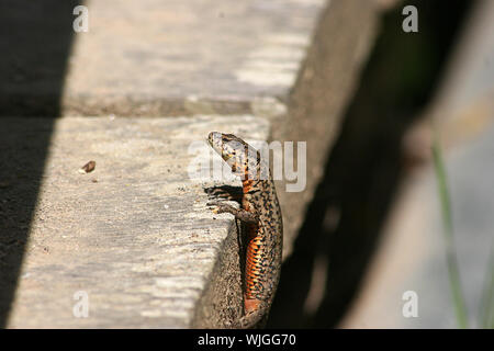 Muro Lizard (Podarcis muralis) seduto a muro in Spagna Foto Stock