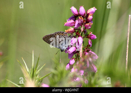 Argento blu chiodati (Plebejus Argus) sat su Heather (Calluna vulgaris) su Heath Foto Stock