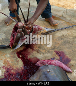 L'uomo africano il taglio del marlin sailfish per pulire il pesce interiora per mangiare Foto Stock