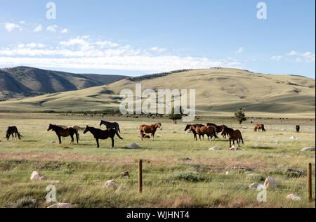 Allevamento di cavalli sul Laramie pianura, vicino la liquidazione del Centenario, a sud di Laramie in Albany County, Wyoming Foto Stock