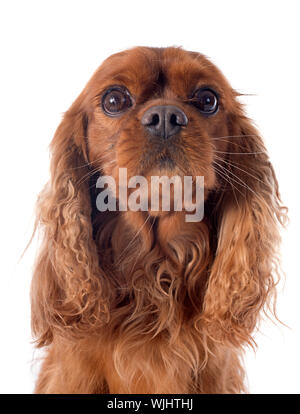 Cavalier King Charles di fronte a uno sfondo bianco Foto Stock