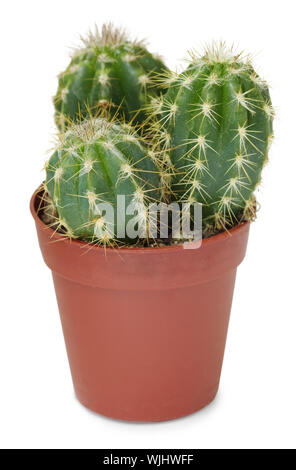 Alcuni cactus in una piccola pentola marrone su sfondo bianco Foto Stock