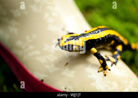 Salamandra pezzata salamandra closeup nella foresta per esterno Foto Stock