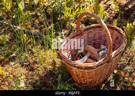 Busket con funghi selvatici nella foresta. Funghi porcini e altri tipi di funghi commestibili sulla giornata di sole Foto Stock