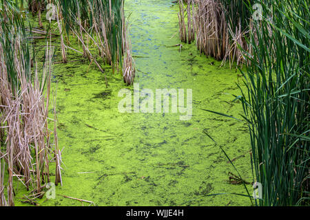 Colore verde brillante alghe ricopre la superficie di acqua in zone umide paludose, circondato da erbe e canne. Foto Stock