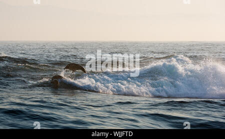 Le guarnizioni di tenuta di nuotare e saltare al di fuori dell'acqua. Capo pelliccia sigillo (Arctocephalus pusilus). Kalk Bay e False Bay, Sud Africa Foto Stock