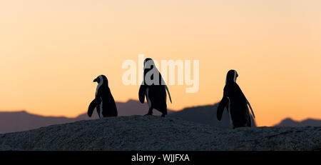 I Penguins africani al tramonto vicino a Cape Town, Sud Africa. Il Pinguino africano (Spheniscus demersus), noto anche come il Jackass Penguin e nero-foote Foto Stock