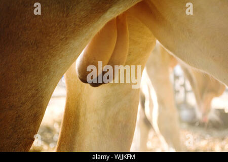 Testicoli di Bull in fattoria con la luce del mattino Foto Stock