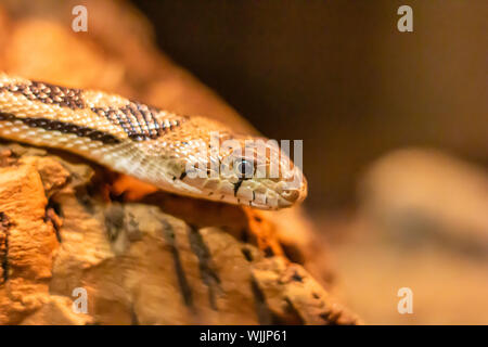 Una vista ravvicinata di una bullsnake la testa mostra il dettaglio della sua bilancia e il suo occhio. Foto Stock