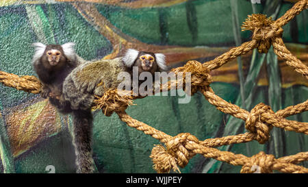 Due scimmie marmoset, Nuovo Mondo scimmie nativa per il Brasile, sedersi su una corda in casa loro a uno zoo. Foto Stock