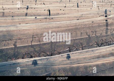 Righe di potatura di vigneti protetti sotto bianco antihail netting nella provincia di Mendoza, Argentina. Foto Stock