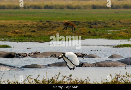 Comune (ippopotamo Hippopotamus amphibius), Busanga Plains. Parco Nazionale di Kafue. Zambia Foto Stock