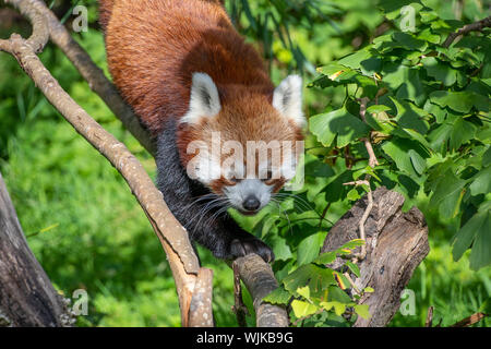 Panda rosso a piedi lungo alcuni rami Foto Stock