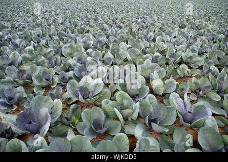 I campi di cavolo in Spagna, righe di alimento vegetale Foto Stock