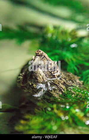 Alligatore Tartaruga Snapping Macrochelys temminckii coetanei attraverso piante verdi che copre un stagno di Sarasota in Florida. Foto Stock