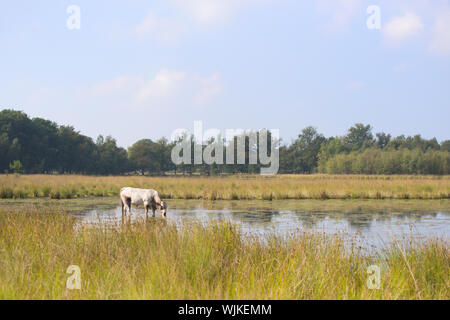 Piemontese Vacche Bovini di bere in natura il lago Foto Stock