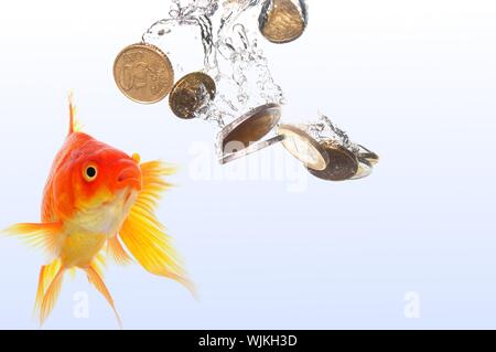 Goldfish e denaro euro mostrando il finanziamento o il concetto di investimento Foto Stock