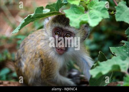 La scimmia Vervet pelli di capretto in foglie verdi ed è attento con curiosità guarda fuori da sotto di loro.. Foto Stock