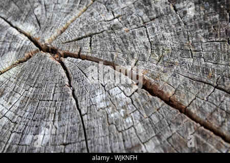 Una chiusura di un ceppo di albero che mostra la struttura del legno e anelli di età Foto Stock