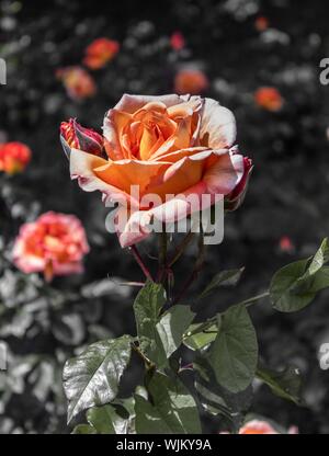 Primo piano verticale selettivo di una rosa arancione con colore verde foglie Foto Stock